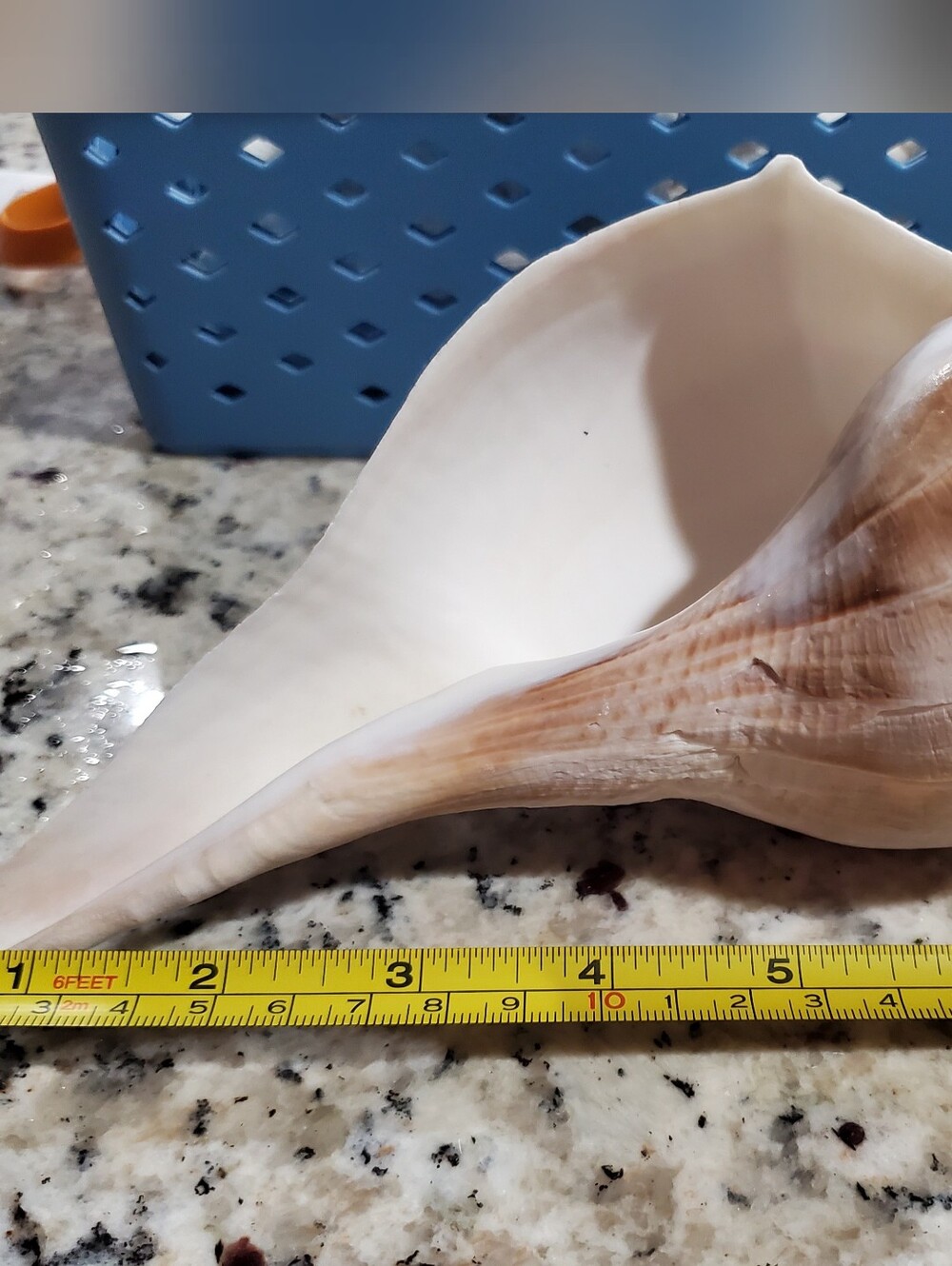 Unique Left-Handed 8" Natural Lightning Whelk Shell!